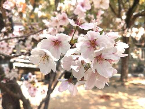 >Japan's cherry blossoms